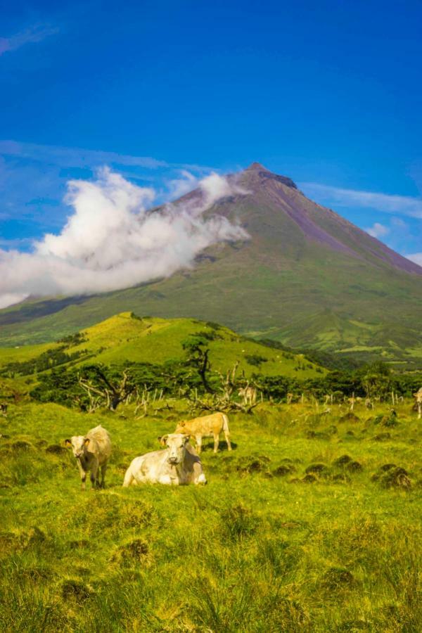 Vila Adega Ninho Da Cagarra Calheta de Nesquim Exteriér fotografie